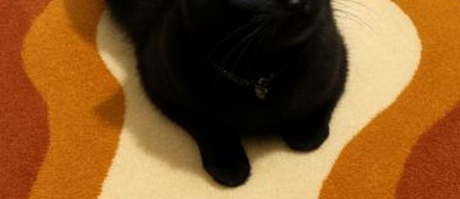 Como tirar pelo de gato do tapete? 5 passos práticos!